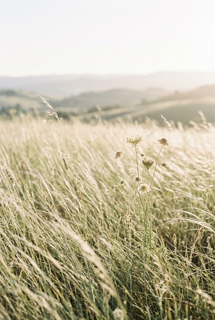 Minimalist meadow sunrise with soft bokeh lighting wallpaper